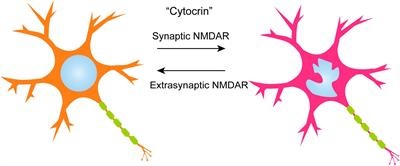 Nuclear Architecture in the Nervous System: Development, Function, and Neurodevelopmental Diseases